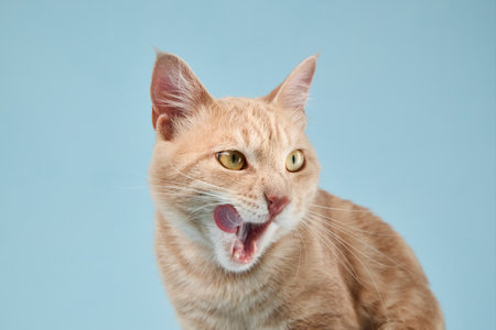 Cat licking noseの写真素材