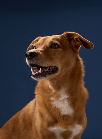 Vertical dog portrait with raised ears