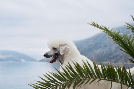 White Poodle behind palm fronds by the lakeの写真素材