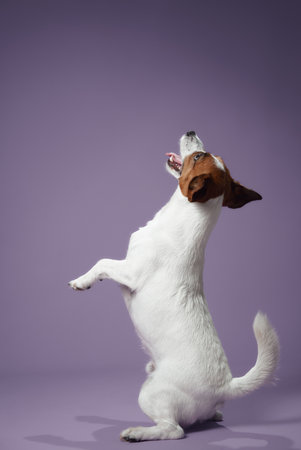 Jack Russell Terrier standing on hind legs on purple backgroundの写真素材