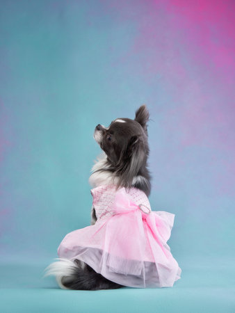 Chihuahua Dog in Pink Princess Dressの写真素材