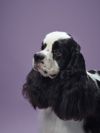 American Cocker Spaniel portrait on purple backgroundの写真素材
