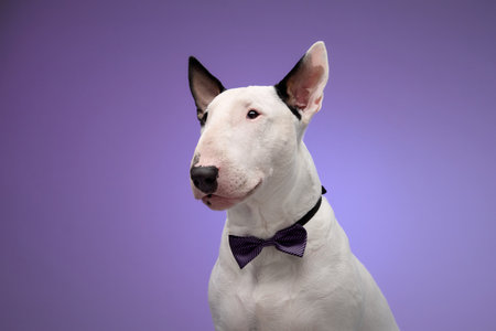 Bull Terrier in bow tie on purple backgroundの写真素材