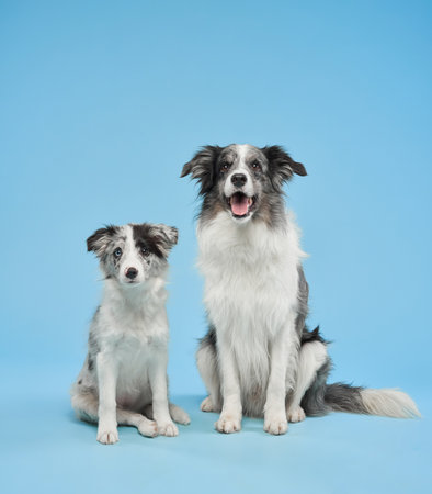 Two Border Collies sitting side by side on blue backdropの写真素材