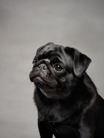 Black pug close-up portraitの写真素材