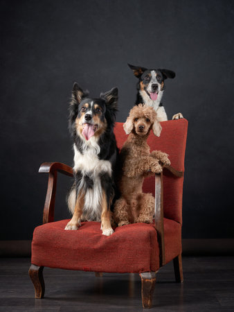 Three Dogs Seated Together on a Chairの写真素材