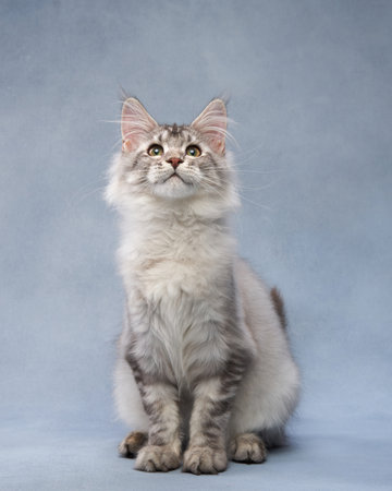 Silver Maine Coon Kitten Looking Upの写真素材