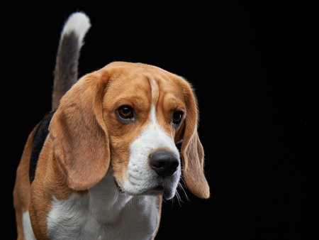 Beagle Tilting Head in Dramatic Studio Lightの写真素材