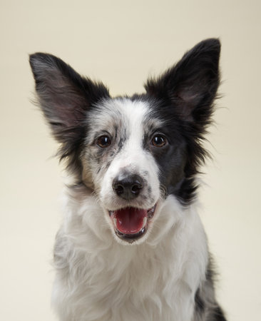 Border collie portrait on a beige backgroundの写真素材