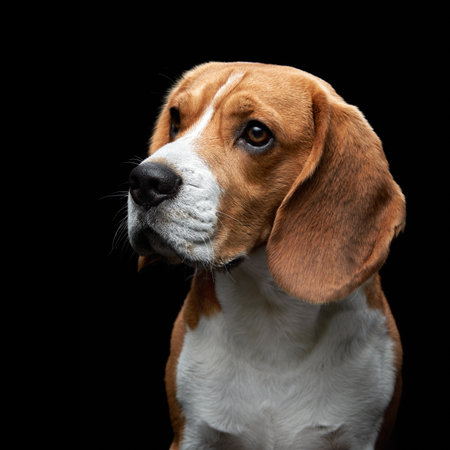 Beagle Looking Away on Black Backgroundの写真素材