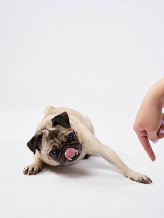 Pug reacting to a human hand approachingの写真素材