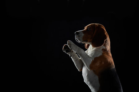 Beagle Raising Paw in Dark Studio Settingの写真素材
