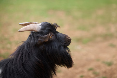 Goat portrait close-upの写真素材