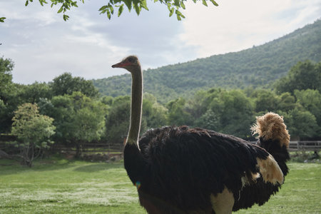 Emu under treeの写真素材