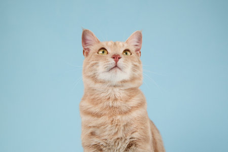 Kitten with big eyes and smileの写真素材