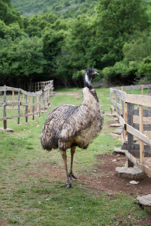 Emu by rustic fenceの写真素材