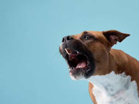 Staffordshire terrier barking sharply upwardの写真素材