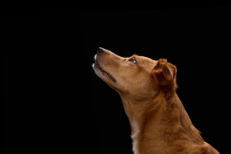 Upward gaze of dog in profile studio viewの写真素材