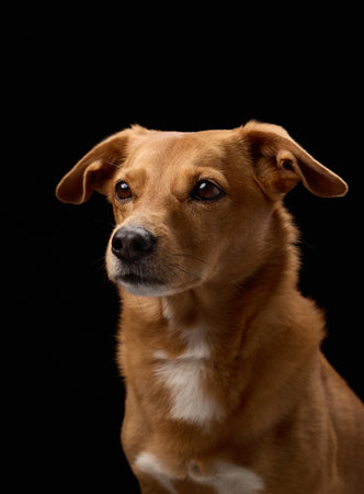 Brown dog front view in soft light against black
