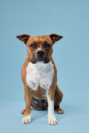 Staffordshire terrier front view poseの写真素材