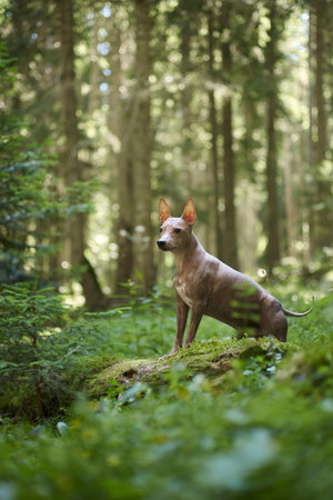 hairless terrier standing on logの写真素材