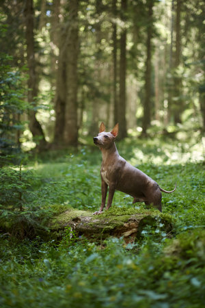 hairless terrier standing in clearingの写真素材