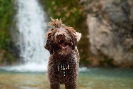 Wet dog standing in riverの写真素材