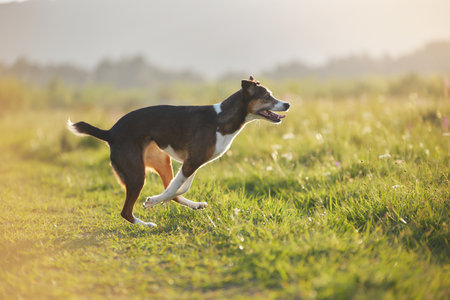 Dog chasing across fieldの写真素材