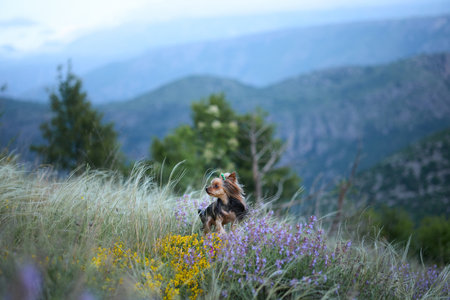 Dog in meadow wide shotの写真素材