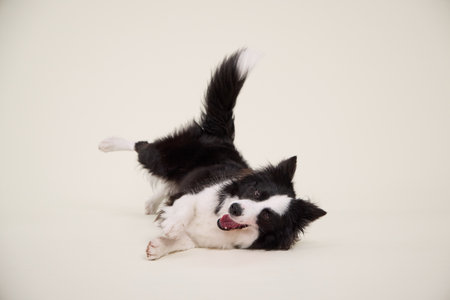 border collie lying down stretchingの写真素材