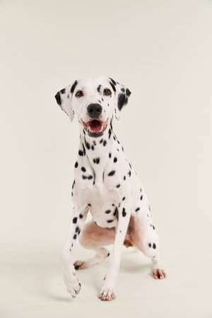dalmatian sitting angled front viewの写真素材