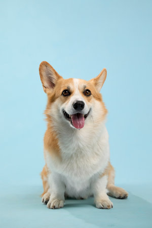corgi portrait happy moodの写真素材