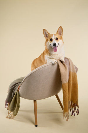 corgi behind chairの写真素材