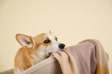 corgi side glance on chairの写真素材