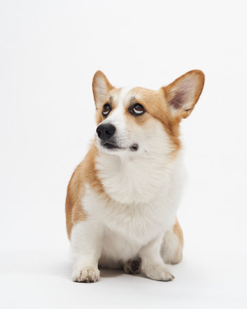 Corgi studio upright poseの写真素材