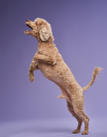 Poodle Jumping on a Purple Backgroundの写真素材