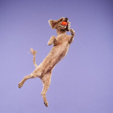 Poodle Jumping on a Purple Backgroundの写真素材