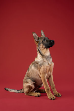 Wolfdog Puppy Sitting on Red Backgroundの写真素材