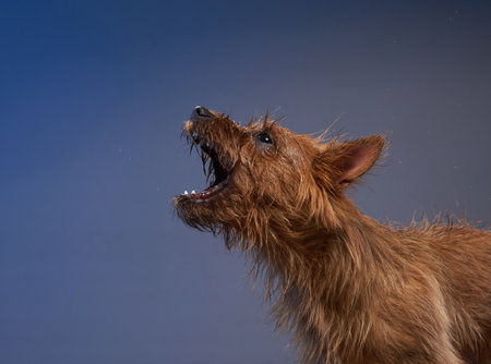 Australian Terrier Barkingの写真素材