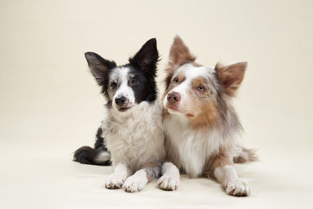 Two border collies lying down togetherの写真素材