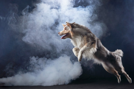 Border Collie jumping through smoke in dramatic action shotの写真素材