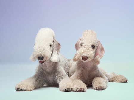 Two dogs lying together in a soft setting