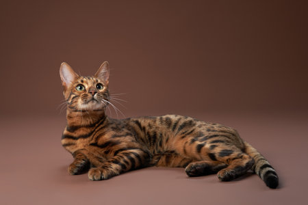 Bengal cat lying on floor looking up
