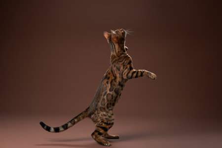 Bengal cat standing on hind legs stretching upの写真素材