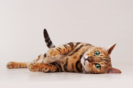Bengal Cat Relaxing on White Surfaceの写真素材