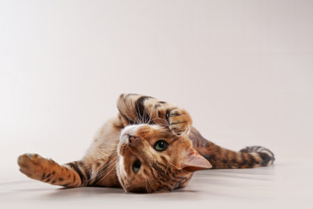 Bengal Cat Rolling on the Floor, Looking Curiousの写真素材
