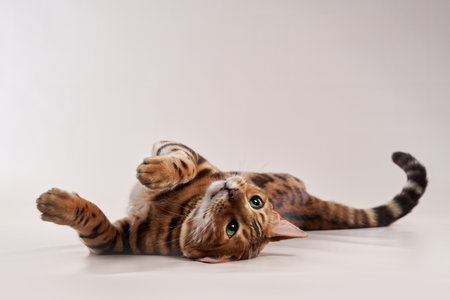 Bengal Cat Rolling on White Surfaceの写真素材