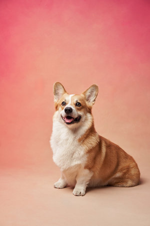 Corgi smiling on warm backgroundの写真素材