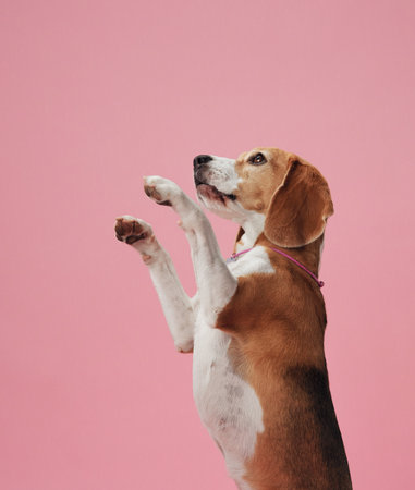 Beagle posing on hind legs against pink backgroundの写真素材