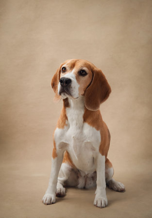 Beagle seated on beige studio backdropの写真素材